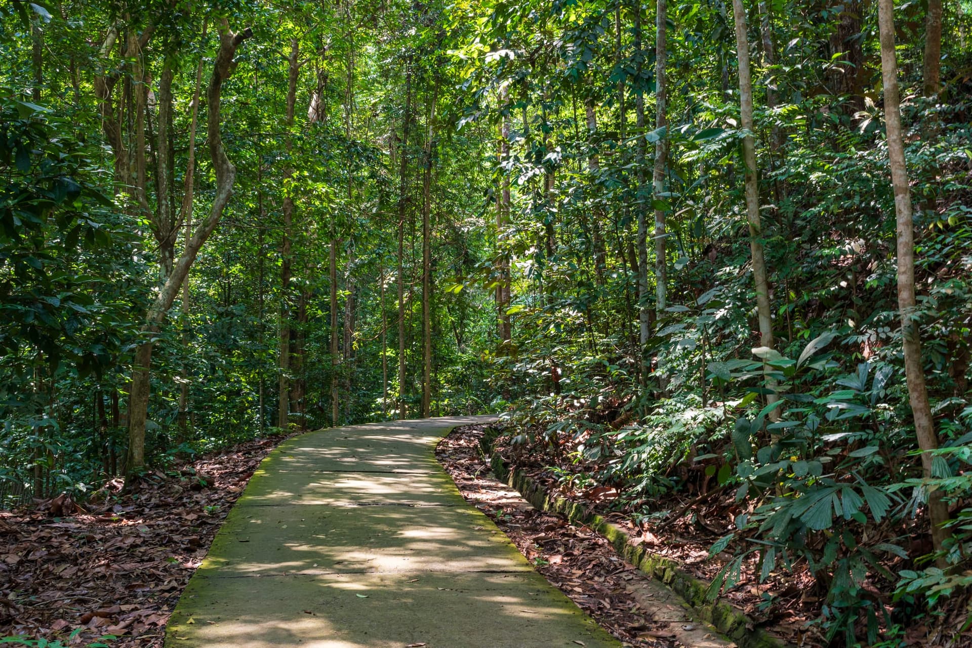 The forest trail up Gunung Lambak, Kluang